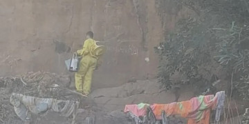 Cadela morre após ataque de abelhas; bombeiros resgatam mãe e bebê em Oeiras, Piauí