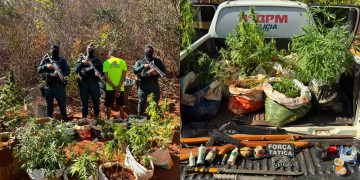 PM apreende 77 mudas de maconha e armas no interior do Piauí