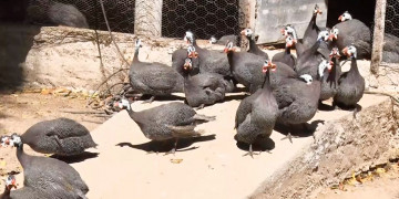 Criação de aves e animais transforma rotina de famílias e movimenta economia na zona rural de Altos