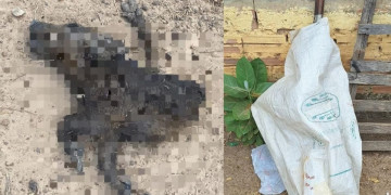 Homem fica gravemente ferido após ser baleado pelo tio durante discussão por causa de animais no Piauí