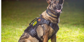 Morre K9 Catrina, cadela policial que atuava no combate à criminalidade no Piauí