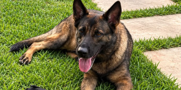 K9 Catrina deixa legado no combate ao tráfico de drogas no Piauí; participou de mais de 2,6 mil ações