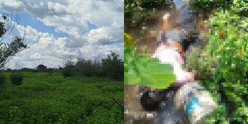Corpo de homem é encontrado em área de mata na zona Norte de Teresina; polícia investiga