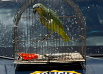 PRF resgata papagaio-do-mangue às margens da PI-116, no litoral do Piauí