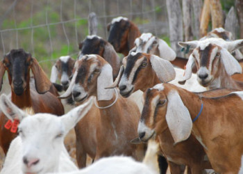 Projeto de Lei propõe inclusão de carne de caprinos e ovinos na merenda escolar do Piauí