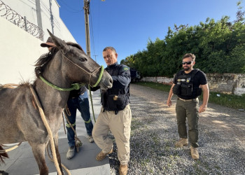 Governo sanciona nova lei para prevenção de acidentes com animais soltos nas rodovias do Piauí
