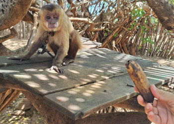 Debilitado, macaco-prego é resgatado às margens de estrada no litoral do Piauí; animal é levado ao IBAMA