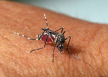 Casos notificados de dengue, zika e chikungunya apresentam redução no Piauí