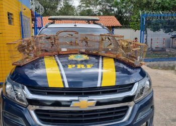Motorista que transportava ilegalmente mais de 30 aves é preso pela PRF no Piauí; cada uma custou R$ 10