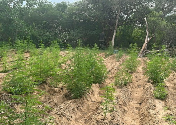 Polícia localiza duas plantações de maconha no Piauí e prende uma pessoa; cultivo poderia produzir até 7 toneladas da droga