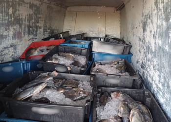 Polícia Rodoviária Federal apreende mais de 2 toneladas de pescado irregular no Piauí