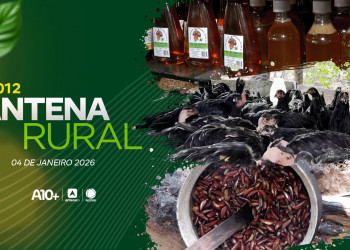 Comercialização de mel e criação da galinha da raça canela-preta no Piauí: assista ao Antena Rural (04.01.26)