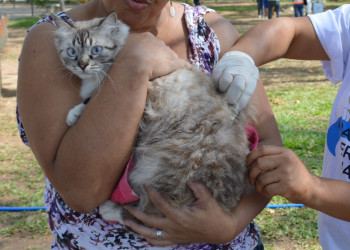 Secretaria de Saúde prorroga campanha de vacinação contra a raiva de cães e gatos no Piauí