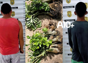 Polícia prende suspeitos de envolvimento em furto de rosas do deserto em loja ao Sul do Piauí; prejuízo de mais de R$ 5 mil