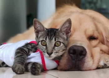 Prefeitura de Floriano lança programa Castra Pet para controle populacional de cães e gatos