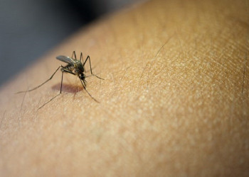 Casos de dengue apresentam queda de 80,5% no Piauí, aponta boletim epidemiológico