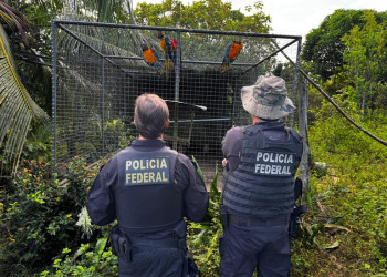 PF deflagra operação e mira organização criminosa acusada de tráfico de animais silvestres no Piauí e mais 4 estados