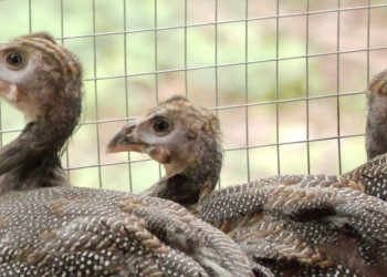 Família de Altos aposta na criação de capotes e transforma manejo em fonte de renda; assista!