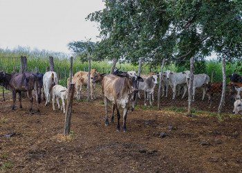 Piauí Mais Genética chega a 20 mil inseminações no rebanho piauiense