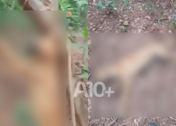 Homem é preso após matar cachorro enforcado no interior do Piauí