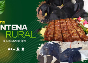 Antena Rural: criação de ovinos da raça Dorper, receita de leitão no forno de barro e muito mais; assista agora!