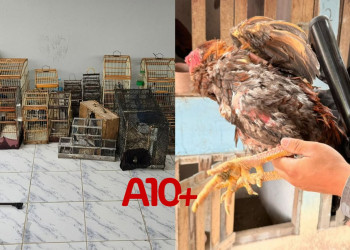 Polícia fecha local onde funcionava rinha de galos no Piauí; proprietário foi preso