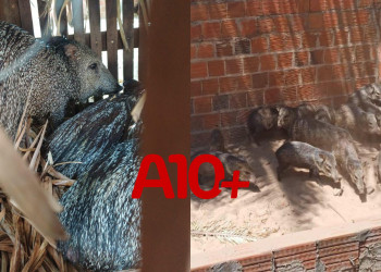 Fiscalização resgata animais silvestres que eram abatidos e vendidos para restaurante no interior do Piauí