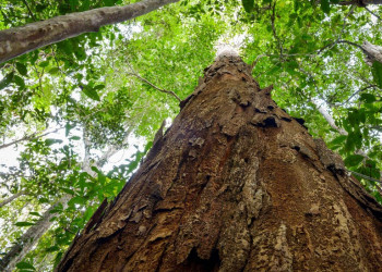 Comissão da Câmara aprova regras para exploração sustentável do pau-brasil