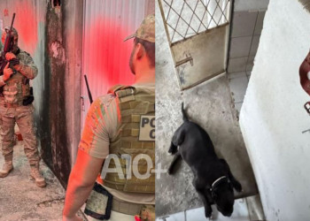 Polícia Civil deflagra operação e cumpre mandados de prisão contra falsos veterinários em Teresina
