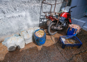 Polícia Civil deflagra operação e fecha abatedouro clandestino de aves em Teresina; dejetos eram lançados em grotão