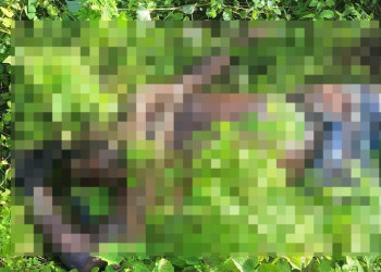 Corpo de homem em decomposição é encontrado com marcas de violência no Litoral do Piauí
