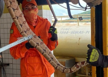 Corpo de Bombeiros captura jiboia escondida dentro de veículo em Oeiras, no interior do Piauí