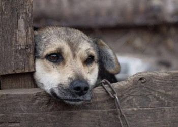 Semarh recebe 130 denúncias de maus-tratos a animais em abril no Piauí; uma denúncia a cada seis horas