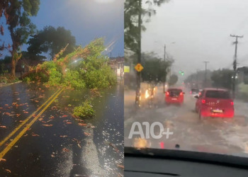 Chuva com forte ventania provoca quedas de árvores e alagamentos em Teresina