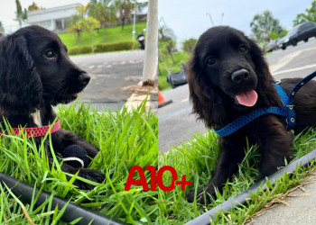 SSP recebe filhotes de Cocker Spaniel que serão treinados para reforçar o combate à criminalidade no Piauí