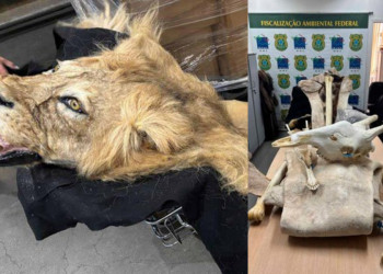Ibama apreende partes de girafa e de leão no Aeroporto de Guarulhos, em São Paulo