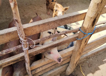 Fiscalização volante na divisa entre Piauí e Maranhão reforça combate à peste suína clássica