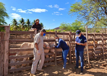 Adapi supera metas e fortalece defesa sanitária animal no Piauí