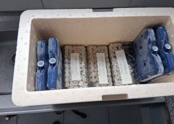 Adapi encaminha novo lote de amostras de soro bovino para análise de brucelose