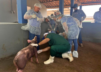 Piauí compartilha experiência em diagnóstico e enfrentamento da peste suína clássica com técnicos de Roraima