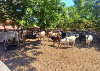Adapi confirma novos casos de tuberculose bovina no município de Ilha Grande, litoral Piauí