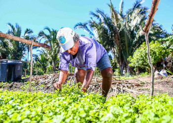 Com investimentos de R$ 1 bilhão, Plano Safra da Agricultura Familiar será lançado nesta segunda