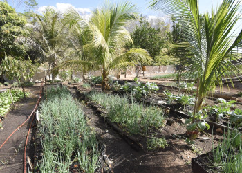 Em Uruçuí, kits de irrigação aumentam a produção da agricultura familiar