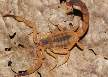 Piauí teve 2 mil casos de picadas de escorpião em 2025; Instituto Natan Portela é referência em atendimento