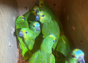 Mais de 120 aves ilegais são resgatadas durante barreira policial no Piauí