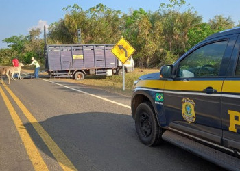 Operação Armentum retira, em janeiro, mais de 100 animais das rodovias federais do Piauí, diz PRF