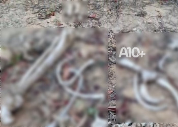 Ossada humana é encontrada em área de mata no litoral do Piauí