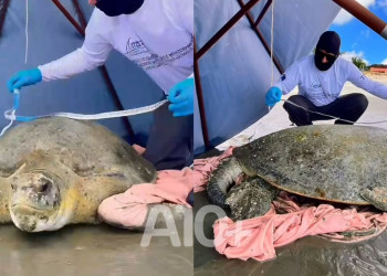 Com mais de 100 kg, tartaruga-verde é resgatada após encalhar na praia de Barra Grande, litoral do Piauí