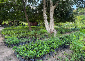 Viveiro de Plantas da Zona Leste de Teresina disponibiliza mudas gratuitas para a população
