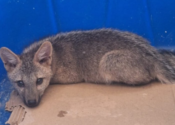 Após morder mulher, filhote de raposa é resgatado pela PM Ambiental em Caxingó, Piauí